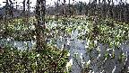 mizubasho1-20250411111015.jpg