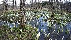 mizubasho1-20250411123016.jpg
