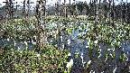 mizubasho1-20250411124016.jpg