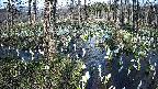 mizubasho1-20250411153015.jpg