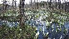 mizubasho1-20250411154016.jpg