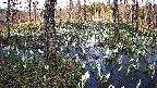 mizubasho1-20250411162015.jpg