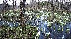 mizubasho1-20250411164017.jpg
