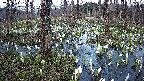 mizubasho1-20250411175015.jpg