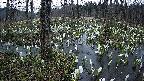 mizubasho1-20250412050018.jpg