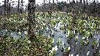 mizubasho1-20250412052015.jpg