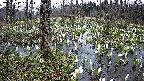 mizubasho1-20250412054018.jpg