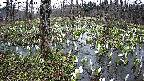 mizubasho1-20250412061018.jpg