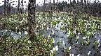 mizubasho1-20250412064017.jpg