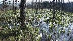 mizubasho1-20250412085016.jpg