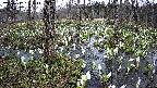 mizubasho1-20250412130018.jpg