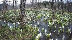mizubasho1-20250412132015.jpg