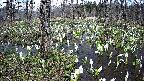 mizubasho1-20250412133016.jpg