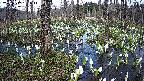mizubasho1-20250412154017.jpg