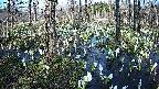 mizubasho1-20250412155015.jpg