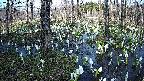 mizubasho1-20250412160017.jpg