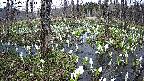 mizubasho1-20250412162016.jpg