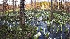 mizubasho1-20250412171018.jpg