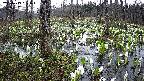 mizubasho1-20250413061015.jpg