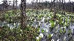 mizubasho1-20250413064016.jpg