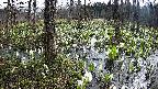 mizubasho1-20250413082016.jpg