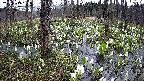 mizubasho1-20250413091016.jpg