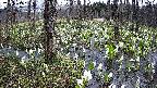 mizubasho1-20250413093018.jpg