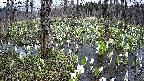 mizubasho1-20250413102014.jpg