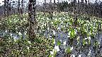 mizubasho1-20250413103016.jpg