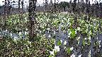mizubasho1-20250413105017.jpg