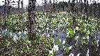 mizubasho1-20250413111016.jpg