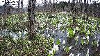 mizubasho1-20250413112017.jpg
