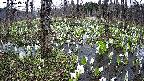 mizubasho1-20250413113017.jpg