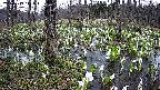 mizubasho1-20250413114018.jpg