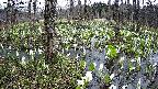 mizubasho1-20250413132016.jpg