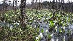 mizubasho1-20250413133016.jpg