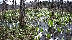 mizubasho1-20250413145016.jpg