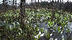 mizubasho1-20250414050015.jpg