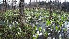 mizubasho1-20250414055014.jpg