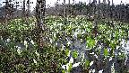 mizubasho1-20250414061016.jpg
