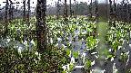 mizubasho1-20250414114017.jpg