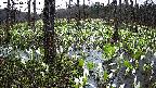 mizubasho1-20250414175015.jpg