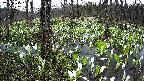 mizubasho1-20250415052015.jpg