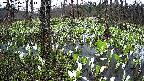 mizubasho1-20250415054016.jpg