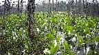 mizubasho1-20250420050017.jpg