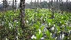 mizubasho1-20250420051016.jpg