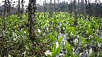 mizubasho1-20250420054014.jpg