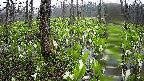 mizubasho1-20250420061014.jpg