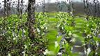 mizubasho1-20250420062016.jpg