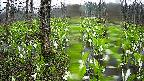 mizubasho1-20250420064015.jpg